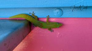 Day-Glow Gecko